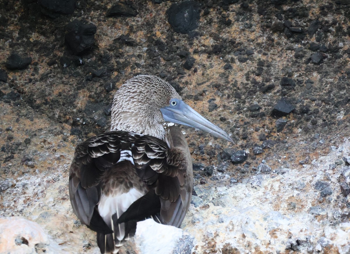 Blue-footed Booby - ML622048327