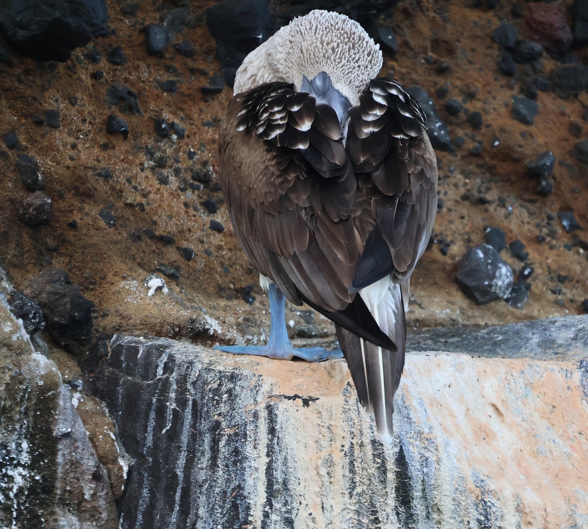 Blue-footed Booby - ML622048328