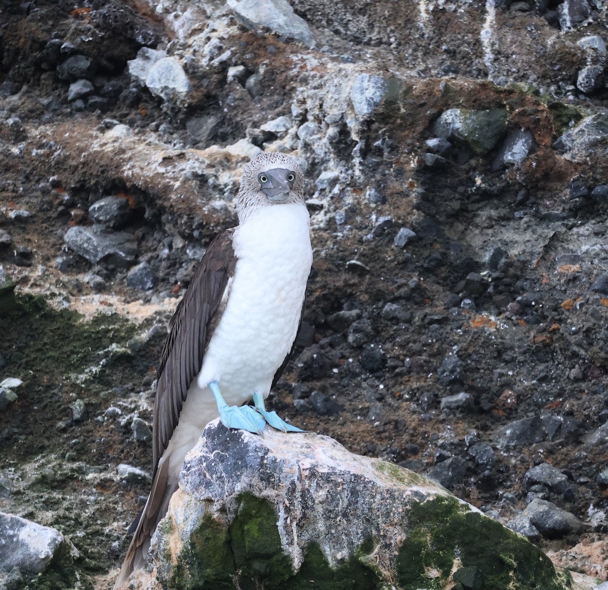 Blue-footed Booby - ML622048329