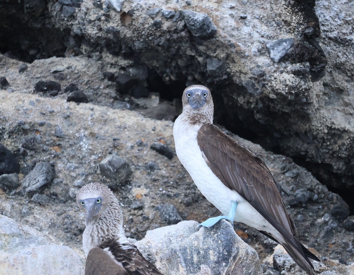 Blue-footed Booby - ML622048331