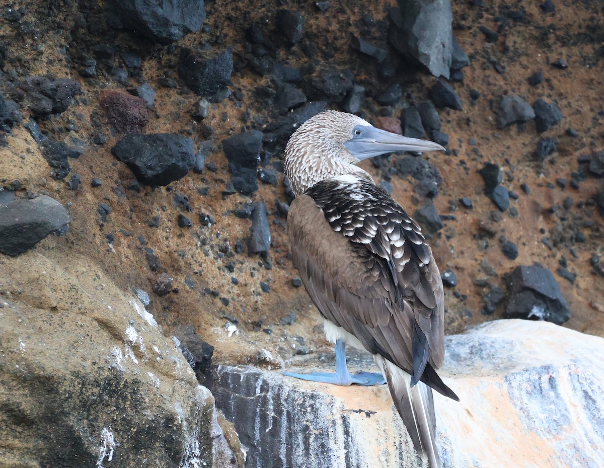 Blue-footed Booby - ML622048332