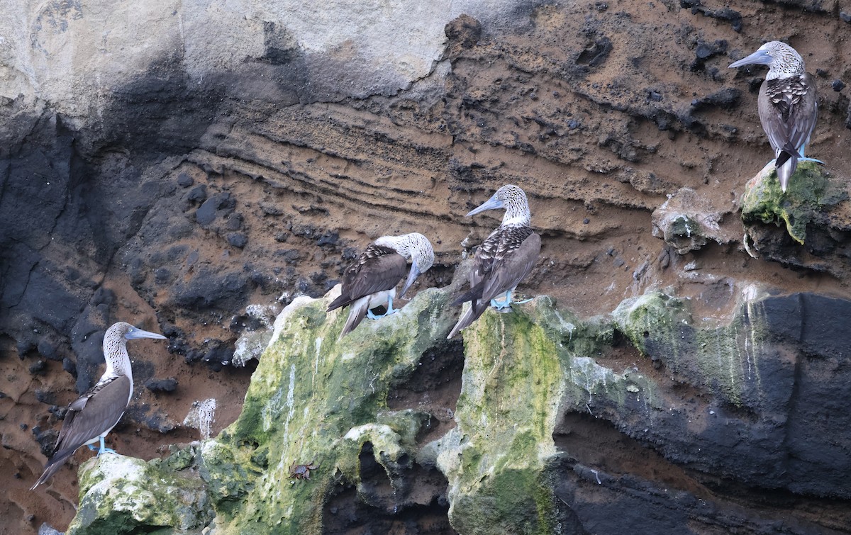 Blue-footed Booby - ML622048333