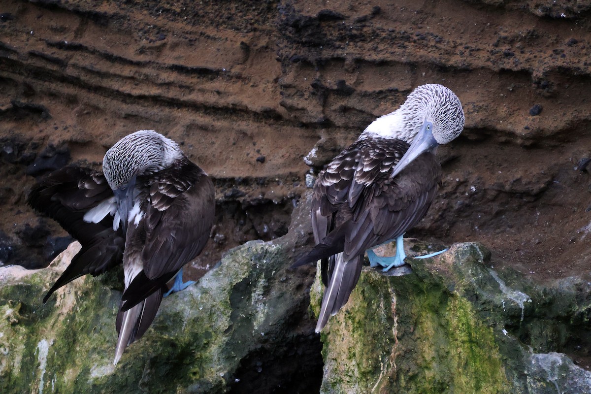 Blue-footed Booby - ML622048334