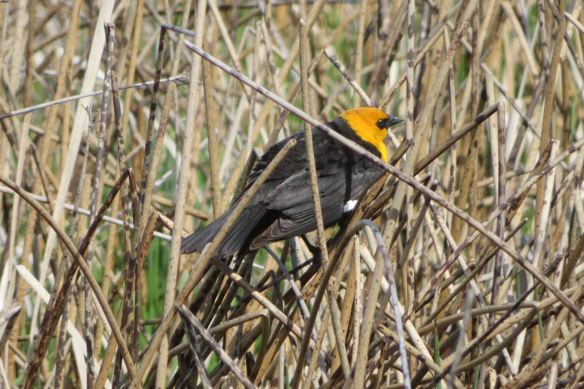 Yellow-headed Blackbird - ML622048337