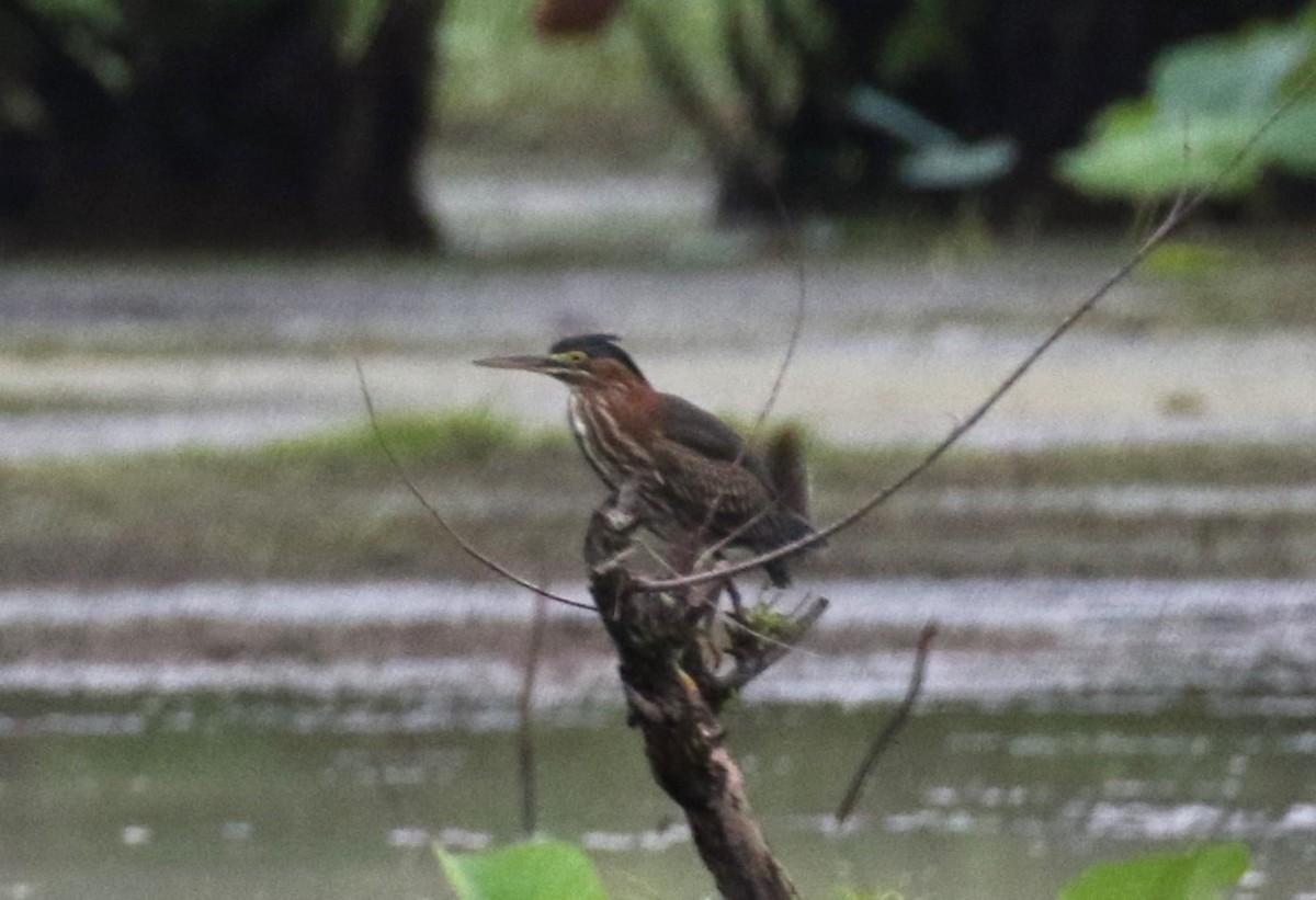 Green Heron - ML622048339