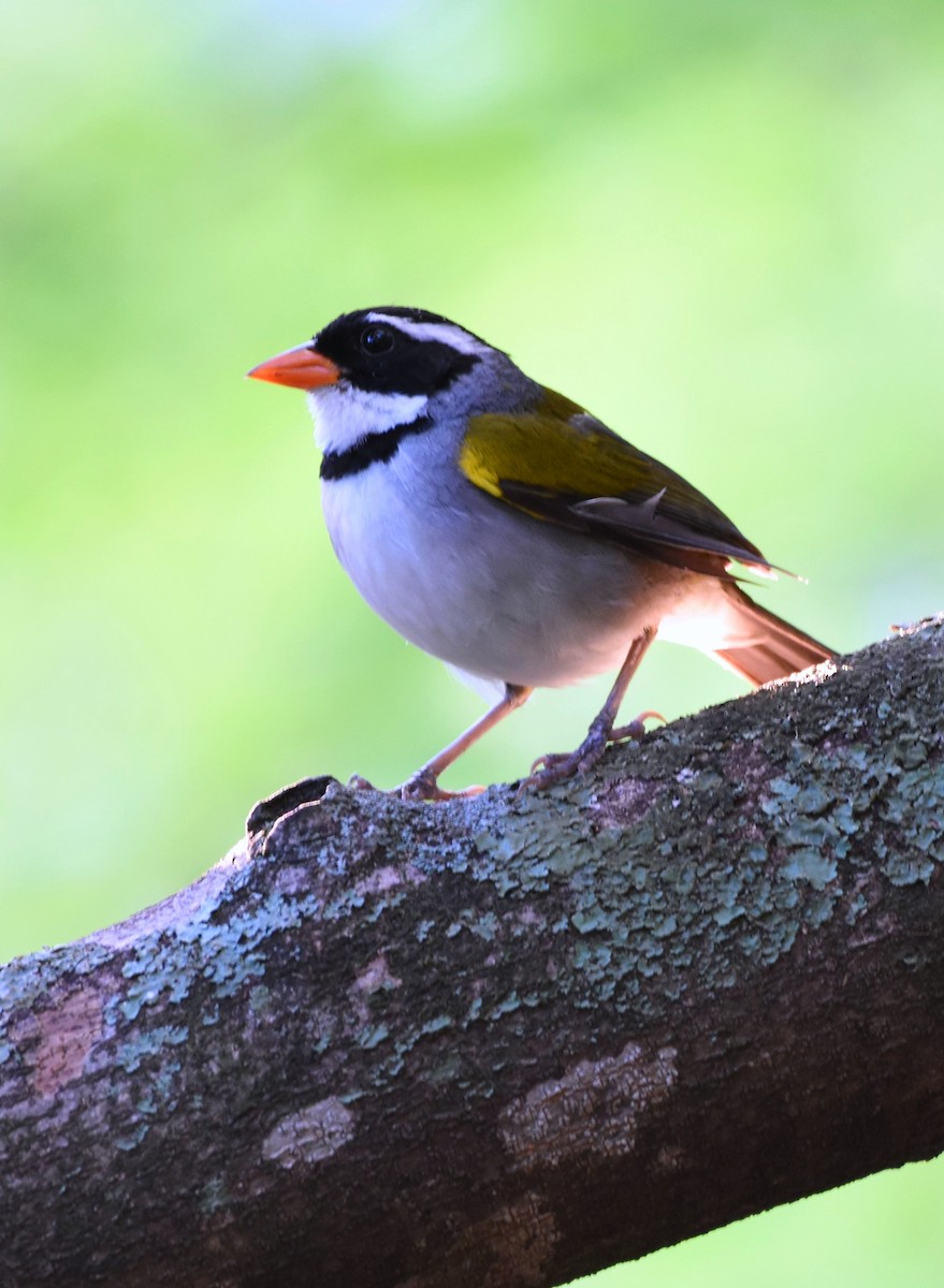 Saffron-billed Sparrow (Saffron-billed) - ML622048340