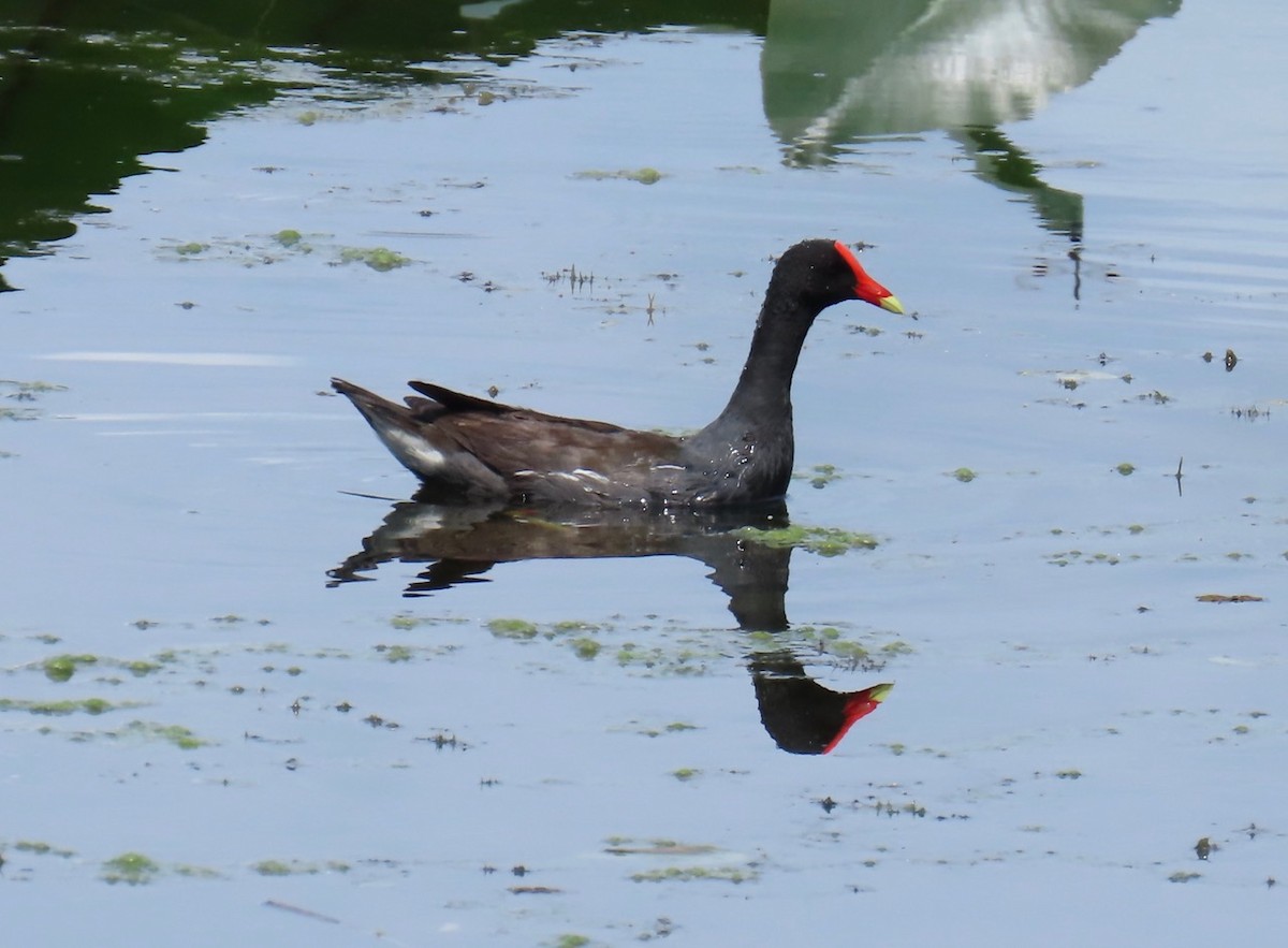 Common Gallinule - ML622048341