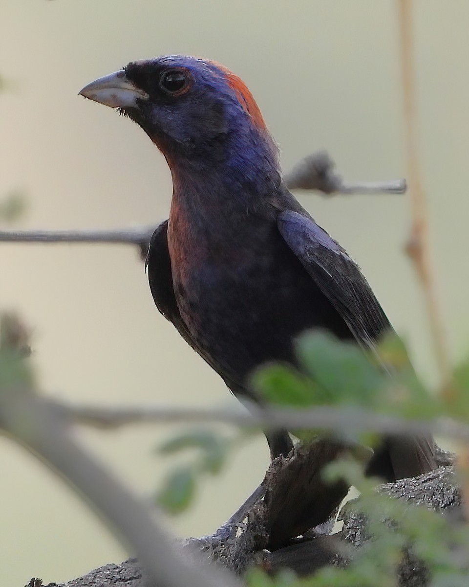 Varied Bunting - ML622048342