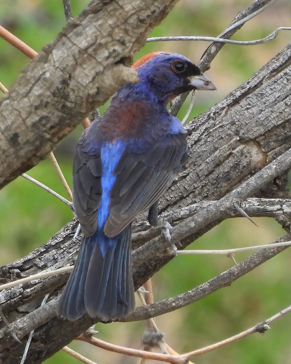 Varied Bunting - ML622048343