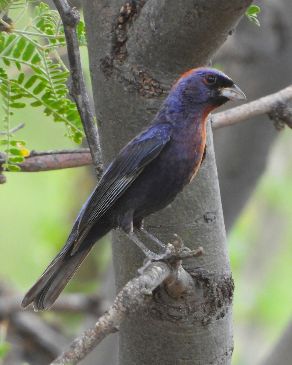 Varied Bunting - ML622048344