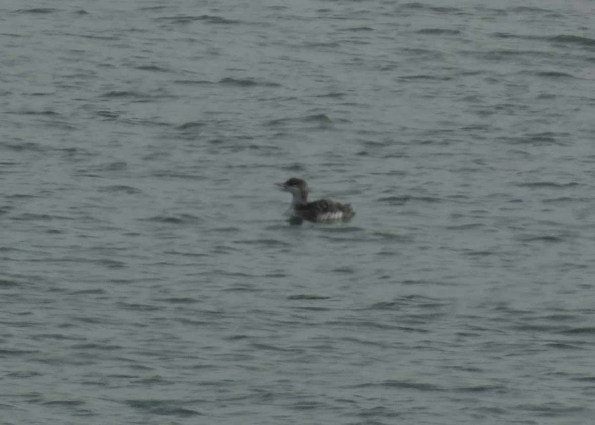 Common Loon - ML622048345