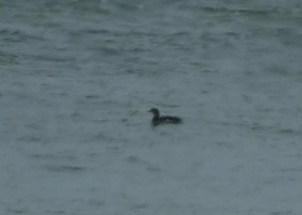 Common Loon - ML622048346