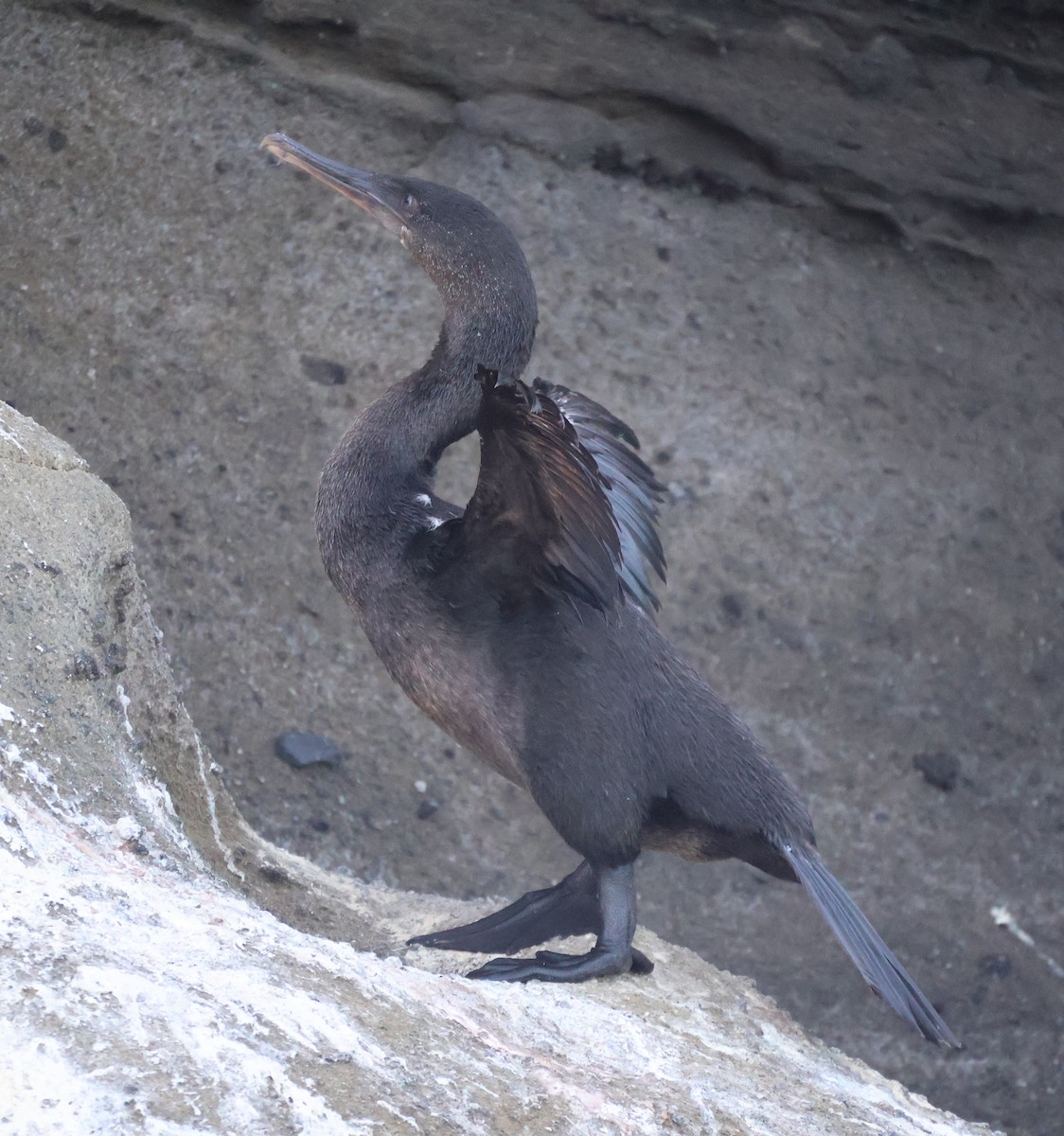 Flightless Cormorant - ML622048351