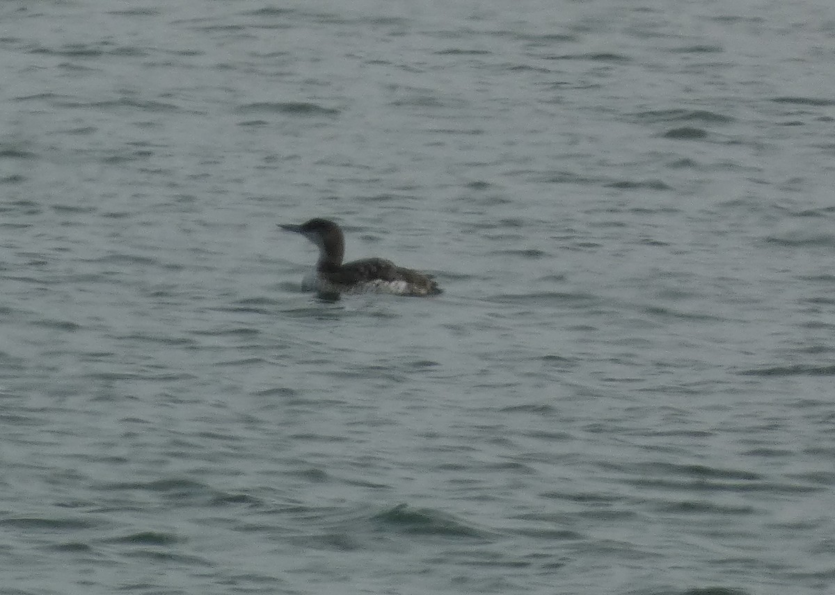 Common Loon - ML622048352