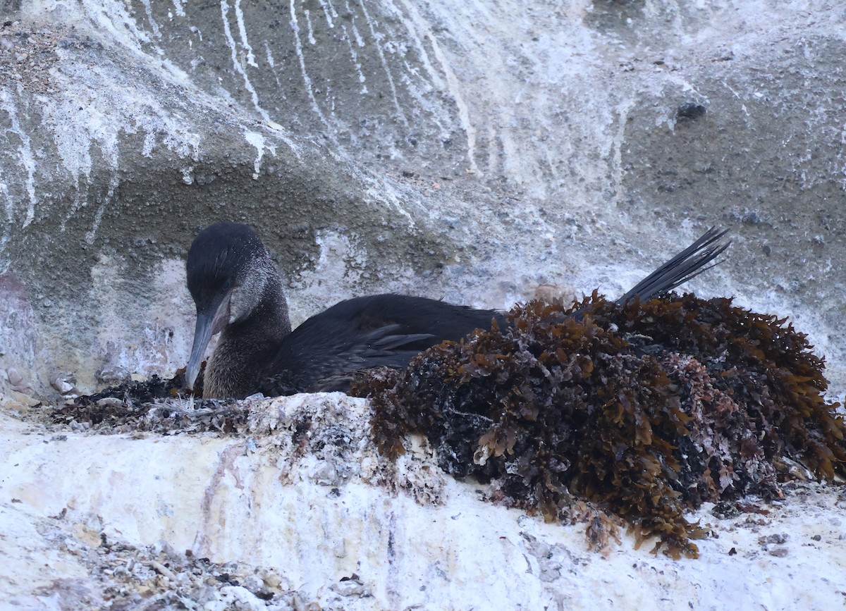 Flightless Cormorant - ML622048355