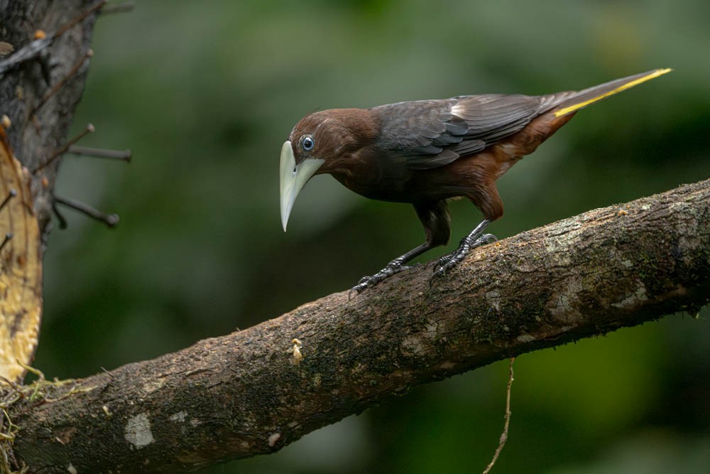 Chestnut-headed Oropendola - ML622048358