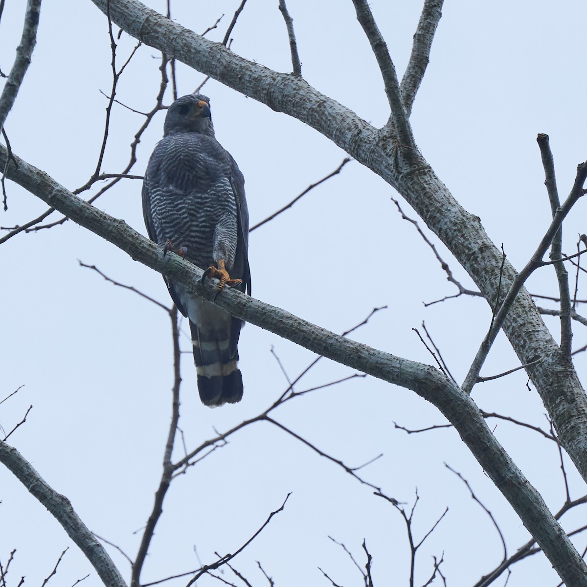 Roadside Hawk - ML622048359