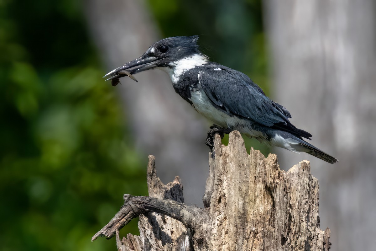 Belted Kingfisher - ML622048360
