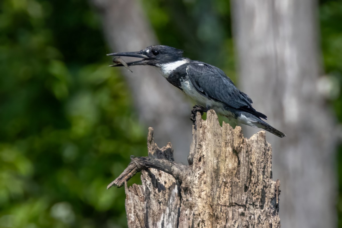 Belted Kingfisher - ML622048361