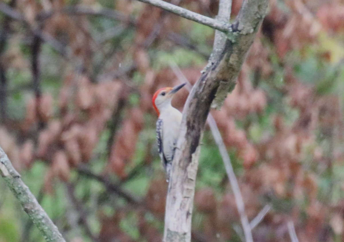 Red-bellied Woodpecker - ML622048389