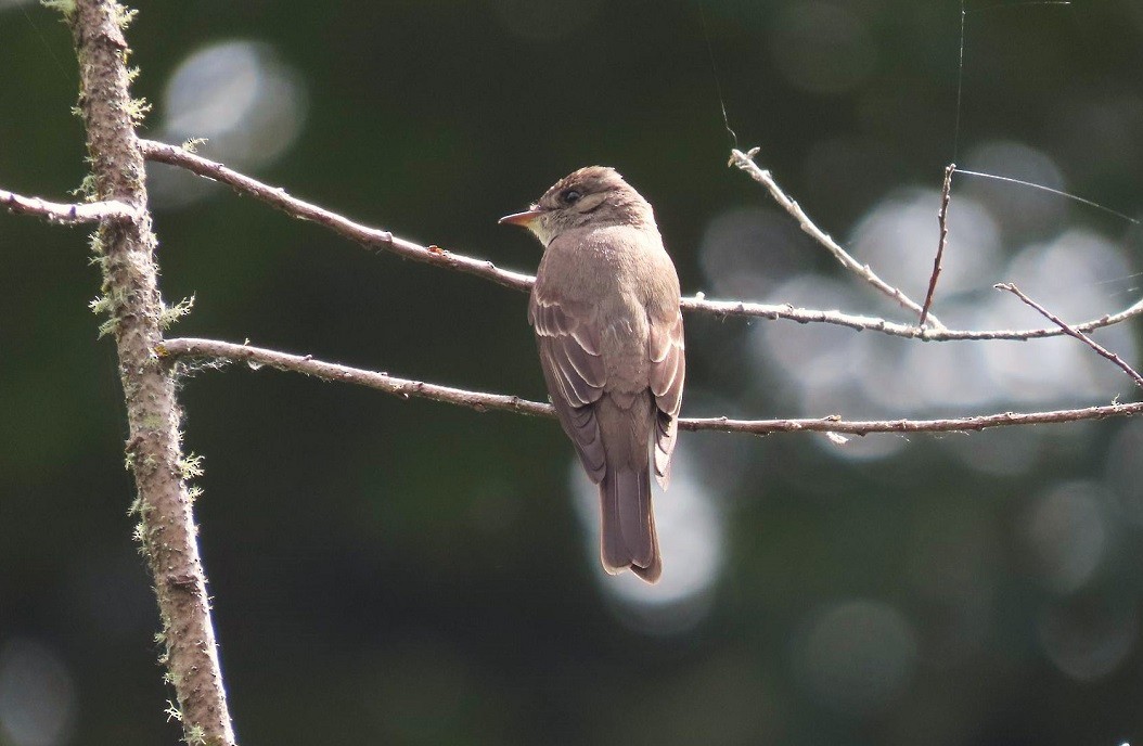 Western Wood-Pewee - ML622048390