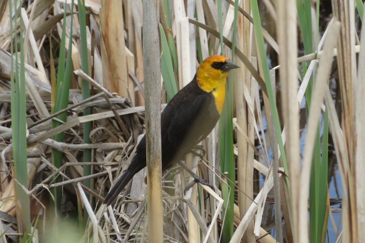 Yellow-headed Blackbird - ML622048391