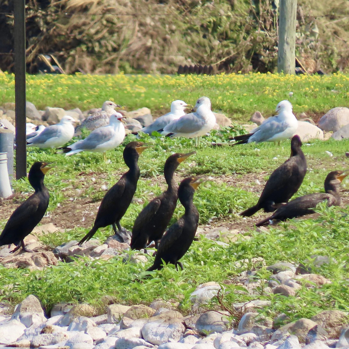 Double-crested Cormorant - ML622048393