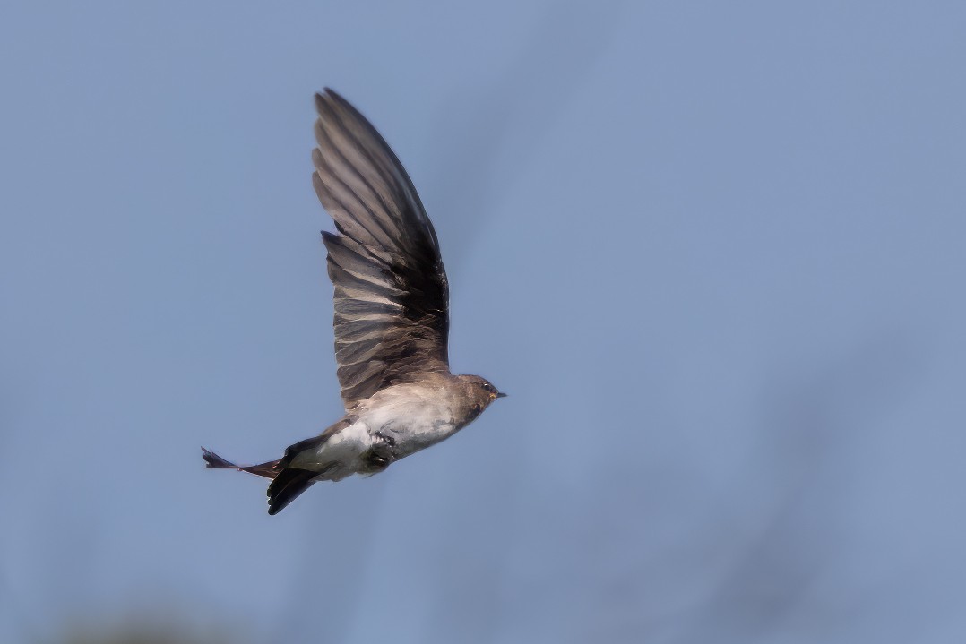 Northern Rough-winged Swallow - ML622048394