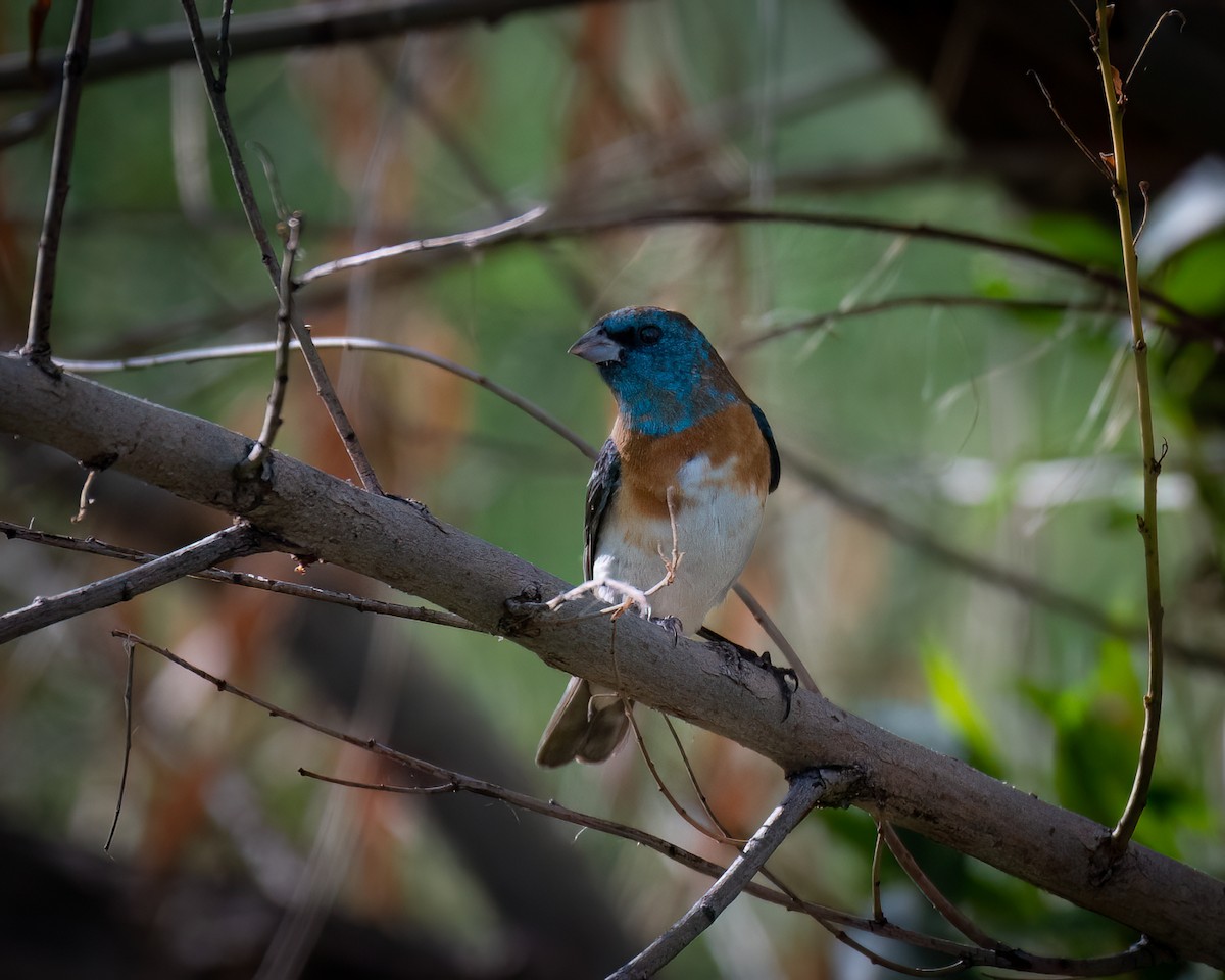 Lazuli Bunting - ML622048395