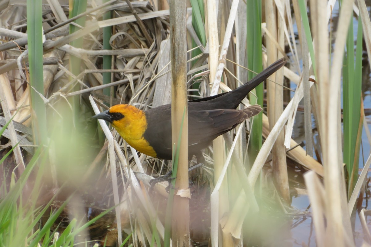 Yellow-headed Blackbird - Judy  Cagle