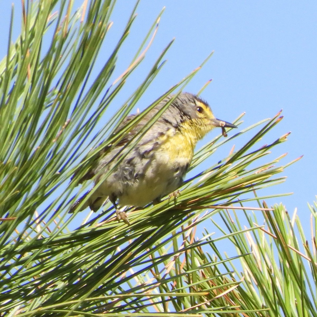 Grace's Warbler - ML622048402