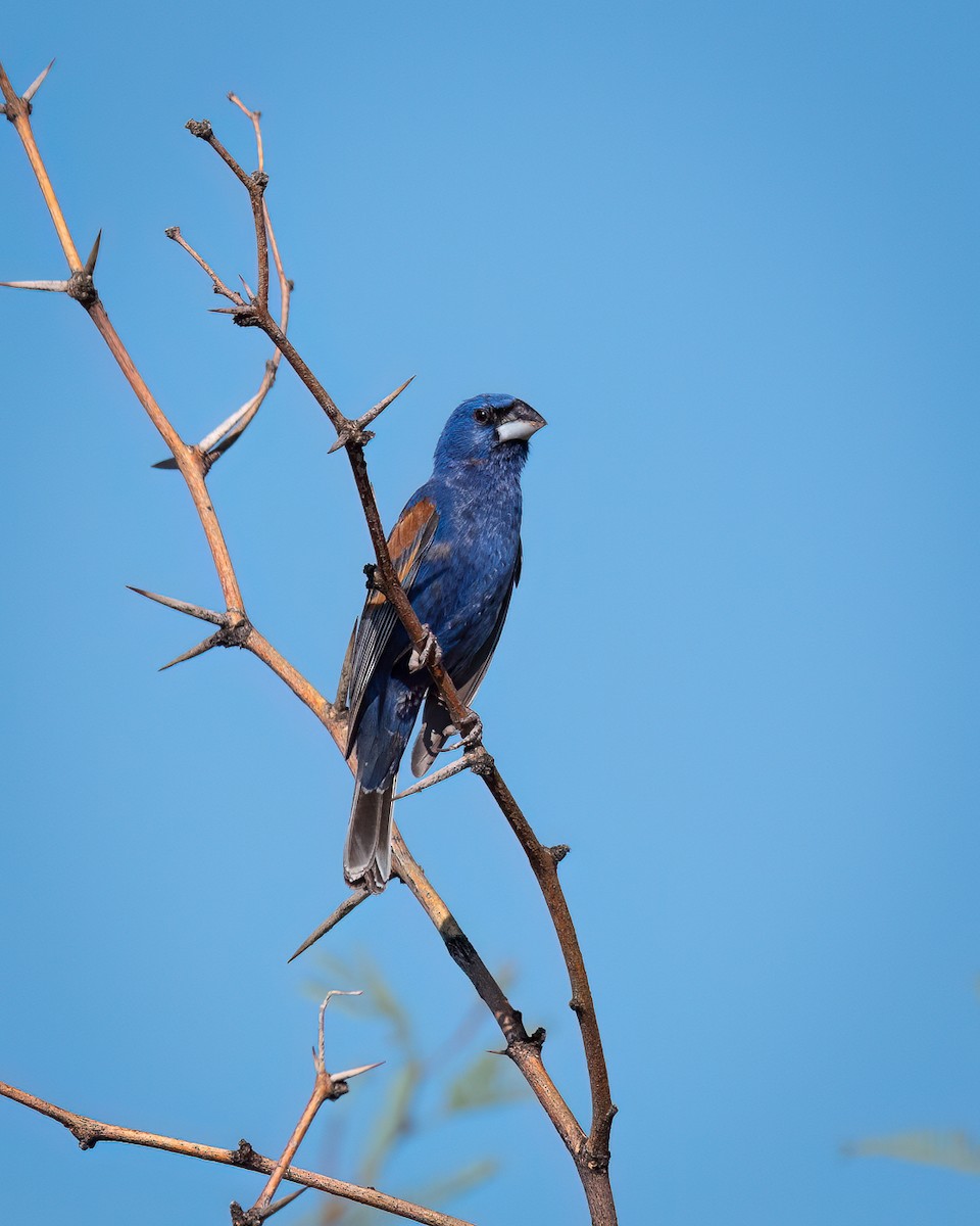 Blue Grosbeak - ML622048403