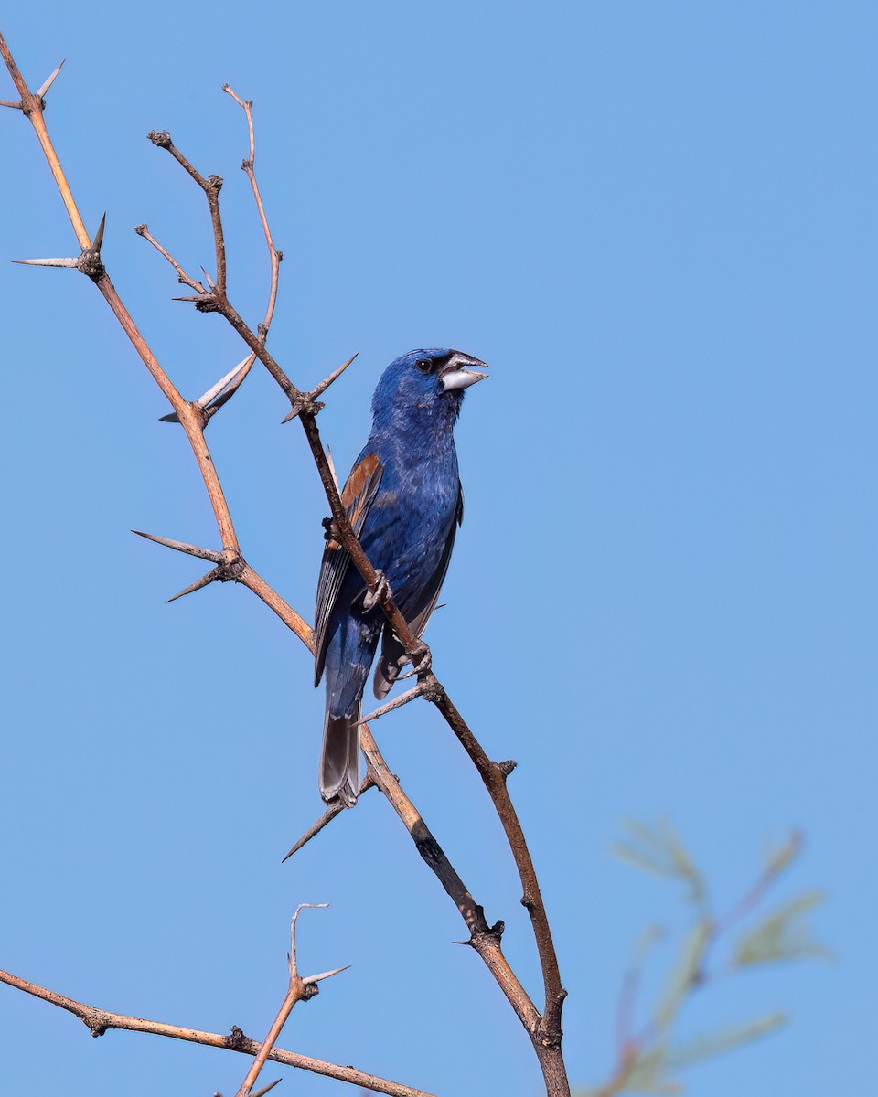 Blue Grosbeak - ML622048404