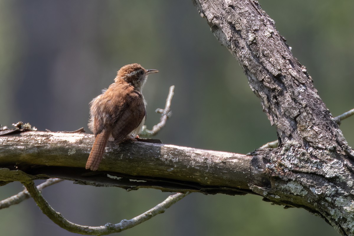 Carolina Wren - ML622048405