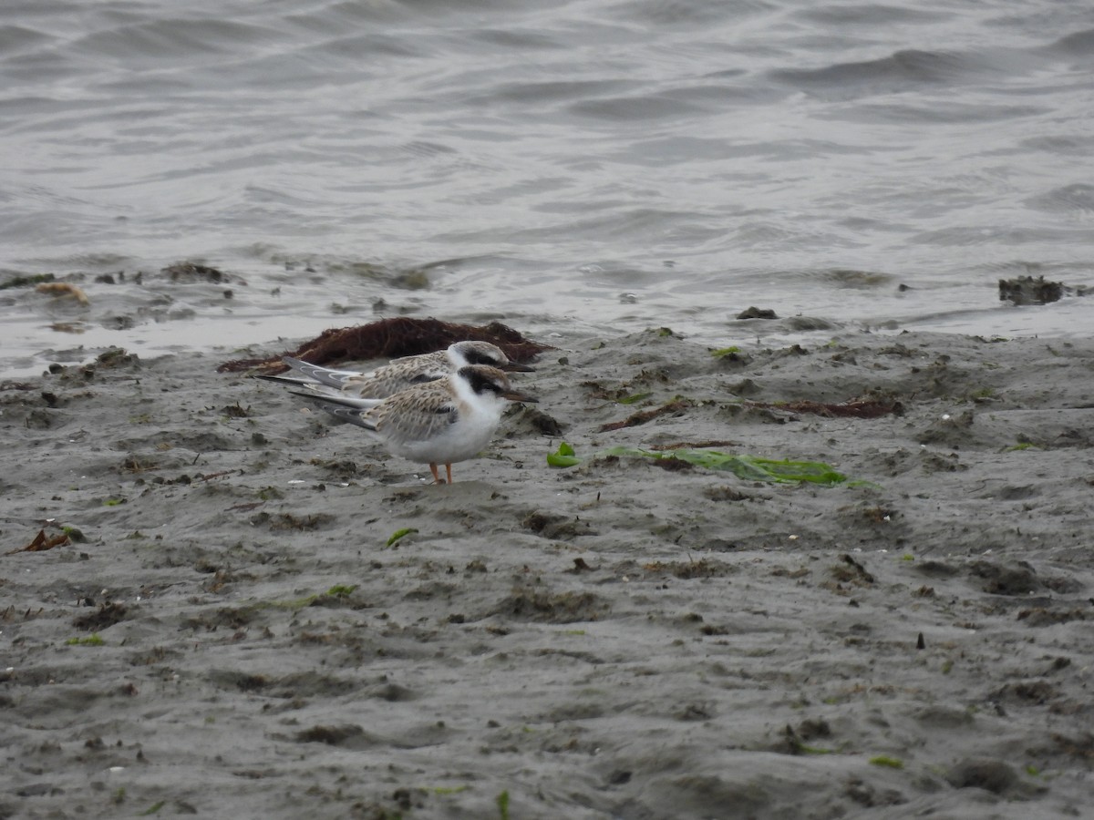 Least Tern - ML622048409