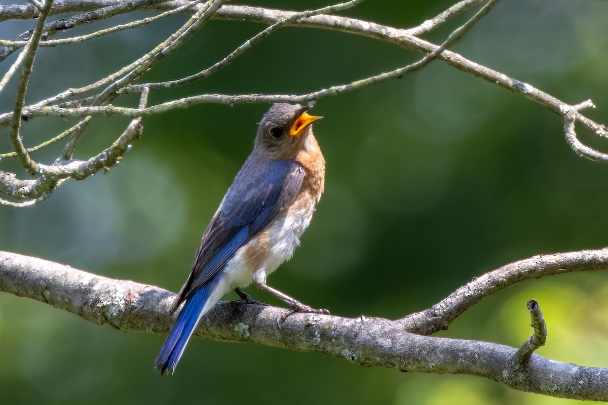 Eastern Bluebird - ML622048410