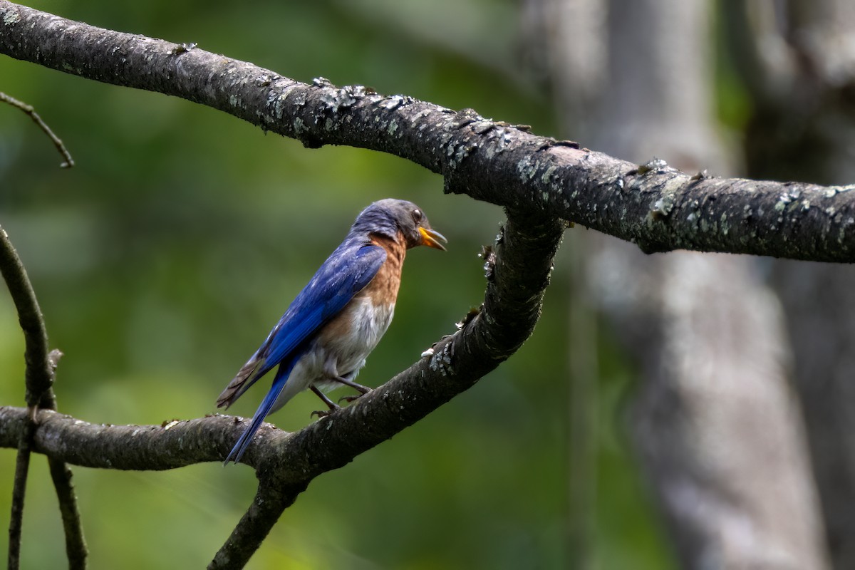 Eastern Bluebird - ML622048411