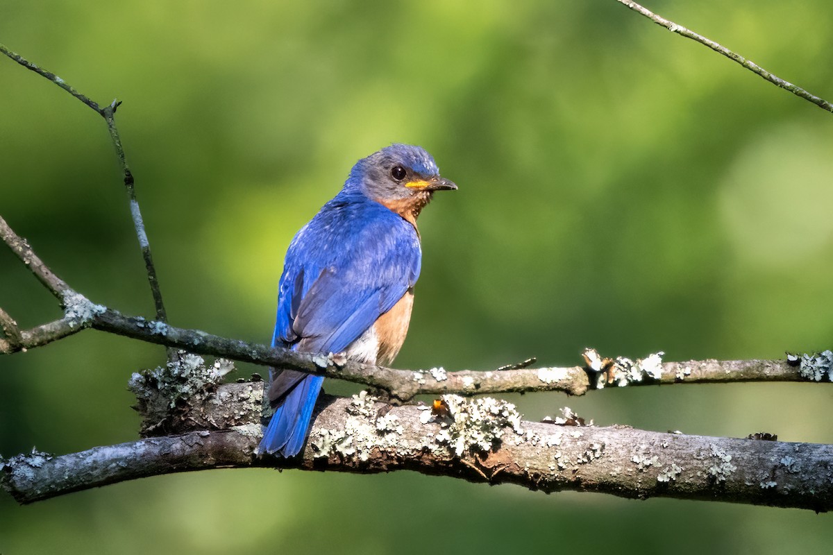 Eastern Bluebird - ML622048412