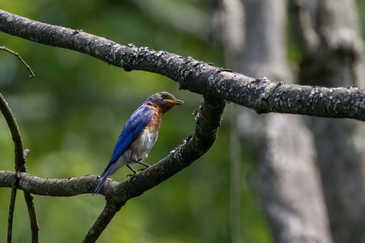 Eastern Bluebird - ML622048413