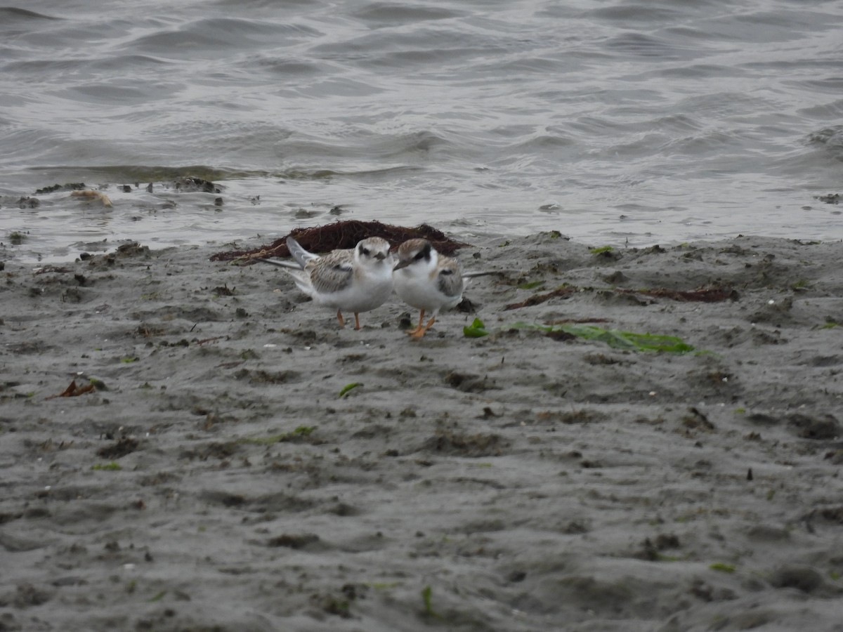 Least Tern - ML622048414