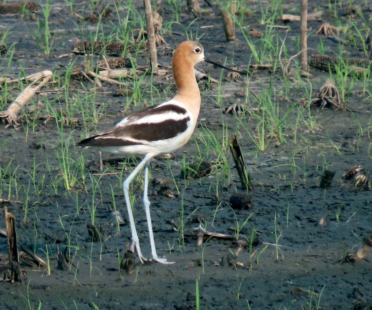 American Avocet - ML622048415