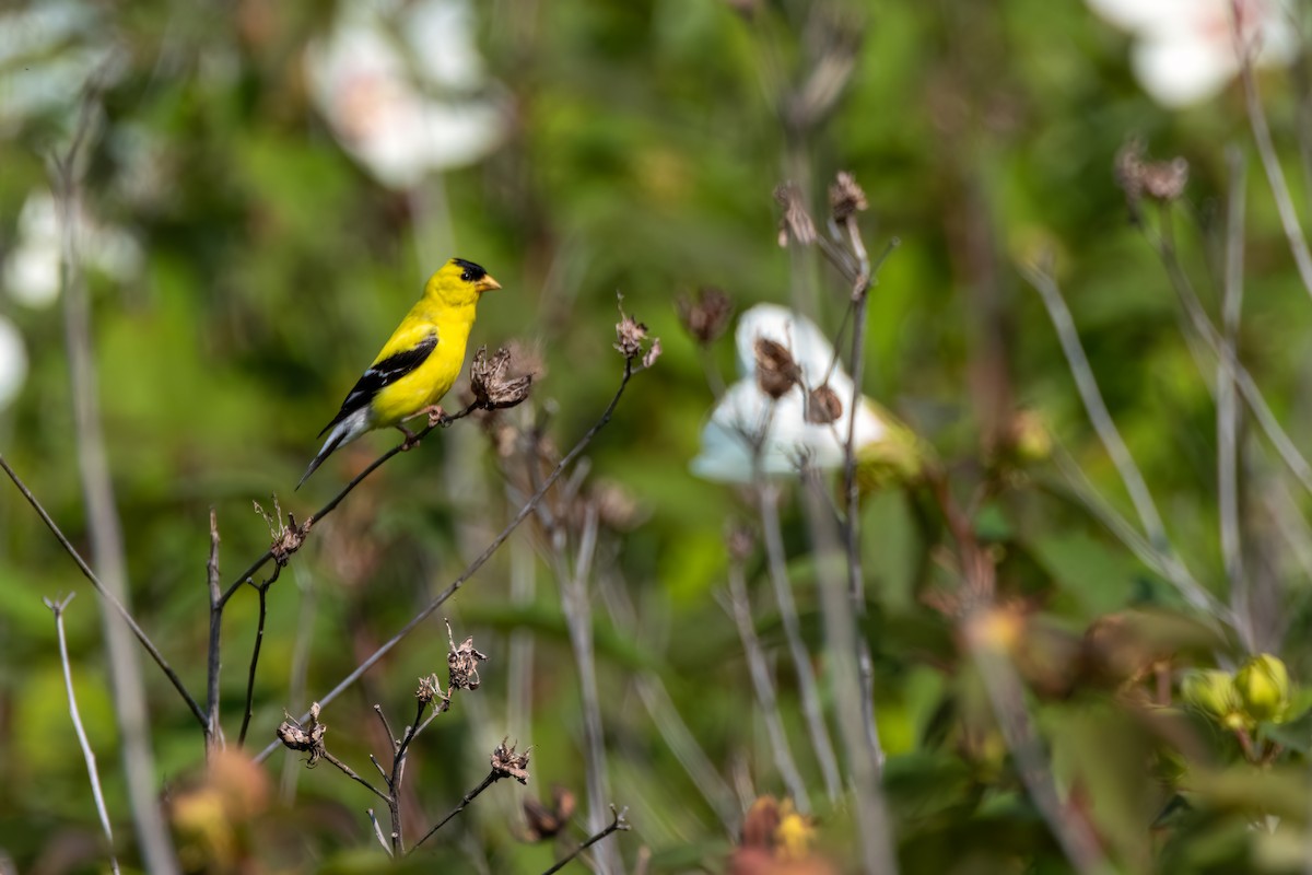 American Goldfinch - ML622048416