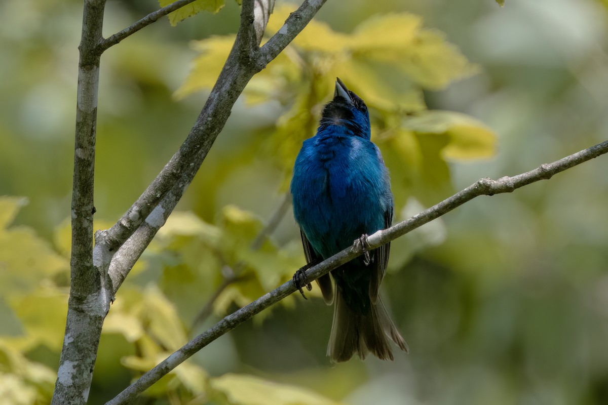 Indigo Bunting - ML622048419