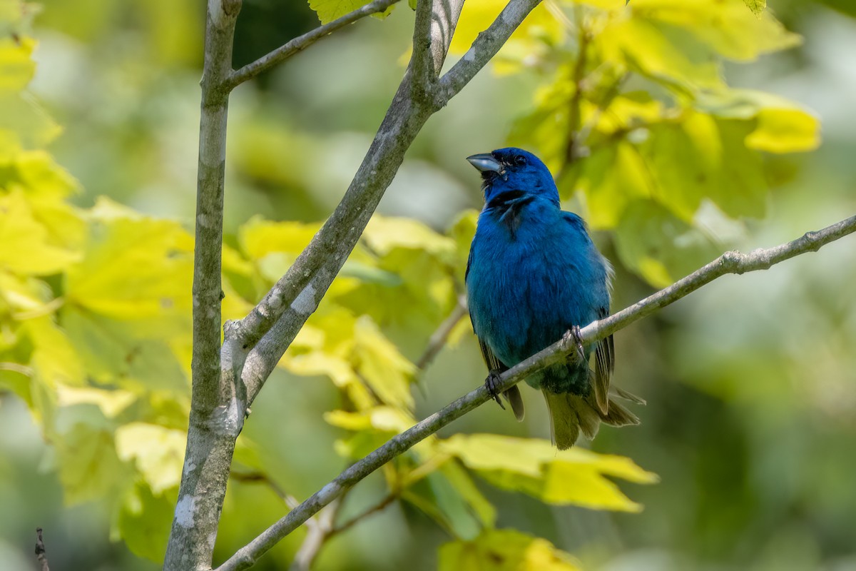 Indigo Bunting - ML622048420