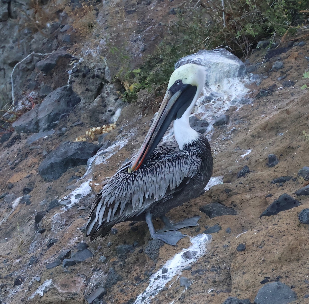 Brown Pelican (Galapagos) - ML622048429