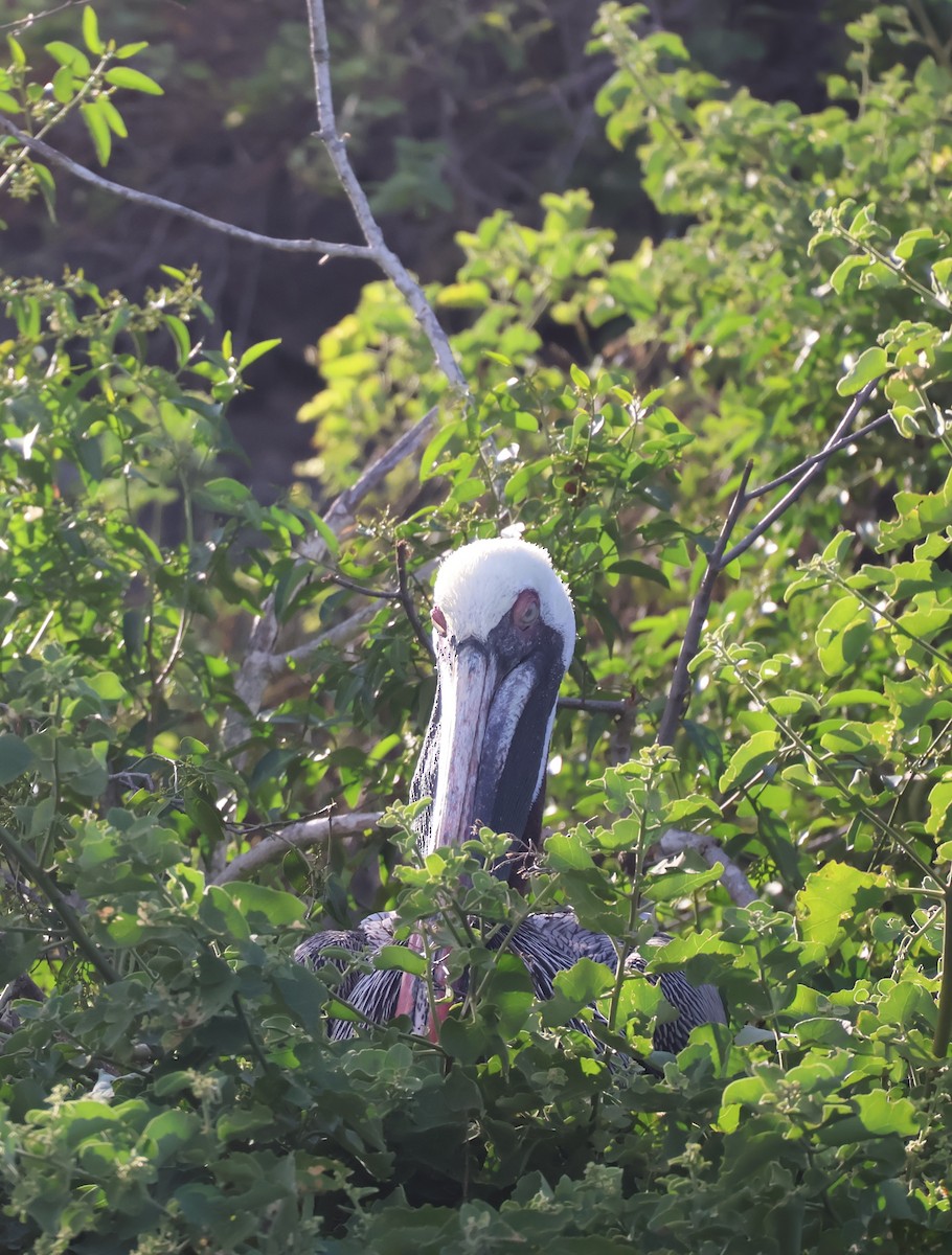 Brown Pelican (Galapagos) - ML622048430