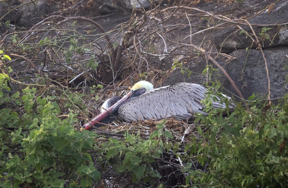 Brown Pelican (Galapagos) - ML622048432