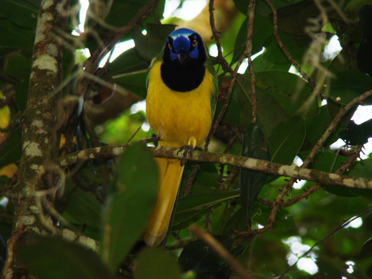 Green Jay - ML622048435