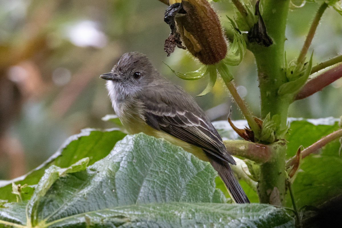 Pale-edged Flycatcher - ML622048448