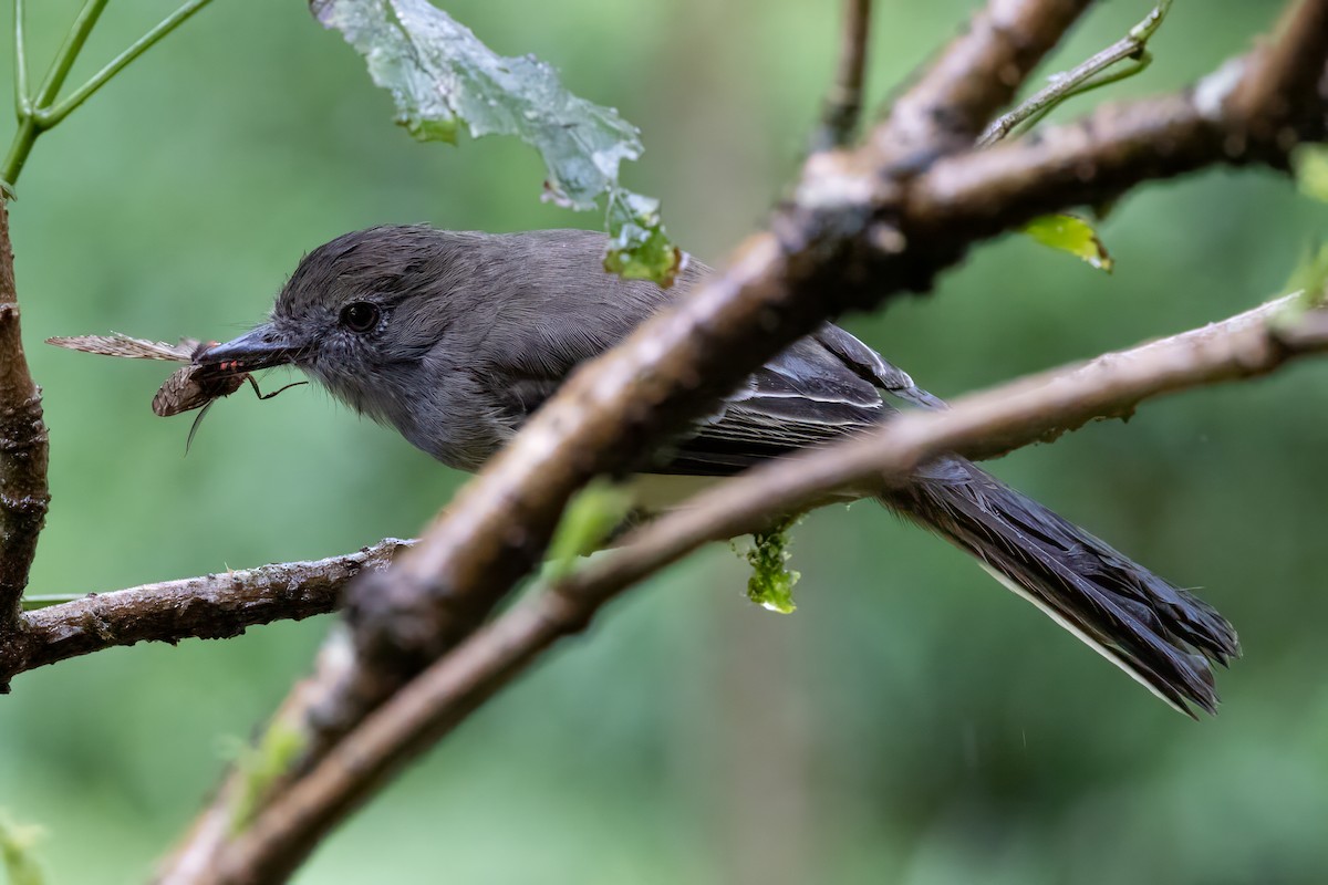 Pale-edged Flycatcher - Peggy Steffens